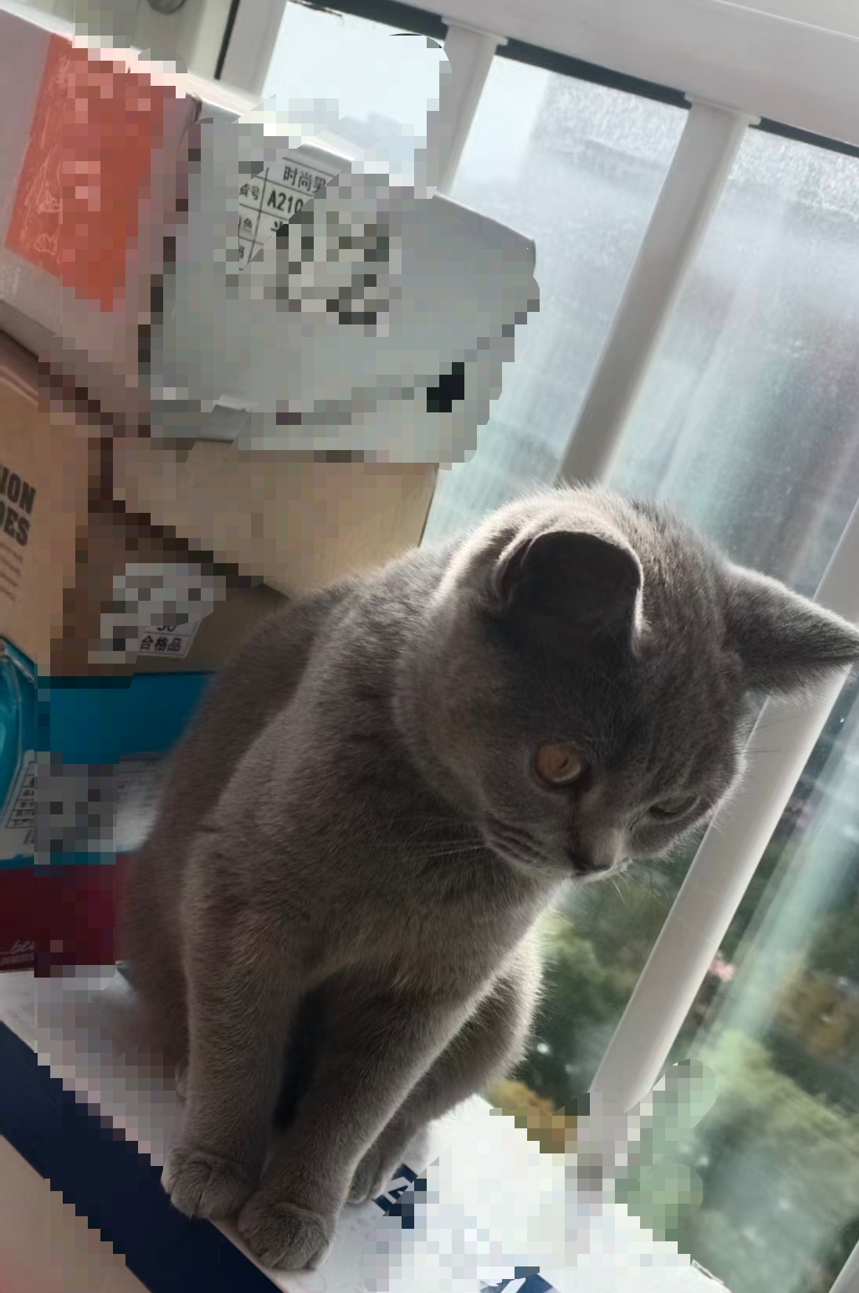 蓝猫